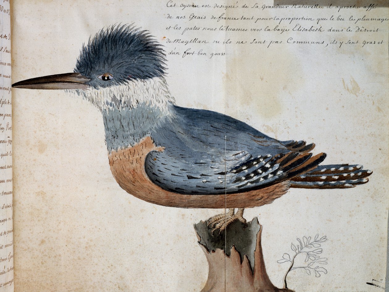 Femelle de Martin-pêcheur à collier (Megaceryle torquata), Elizabeth Bay, Détroit de Magellan, aquarelle du Voyage de M. De Beauchesne, capitaine de la Compagnie royale de la Mer du Sud, de 1698 à 1701, France - French School