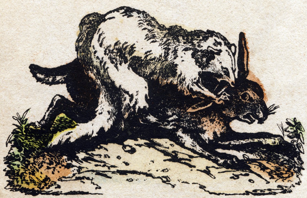 Furet. Gravure dans "Alphabet des animaux sauvages". 9e Série. Imagerie d