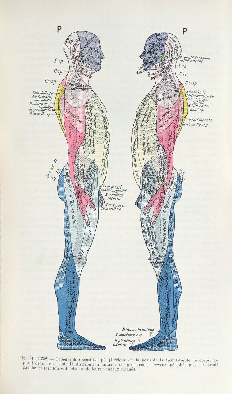 Fig. 381 & 382 Le système nerveux, de la Sémiologie des Affections du Système Nerveux par J. Dejerine, 1914 - French School