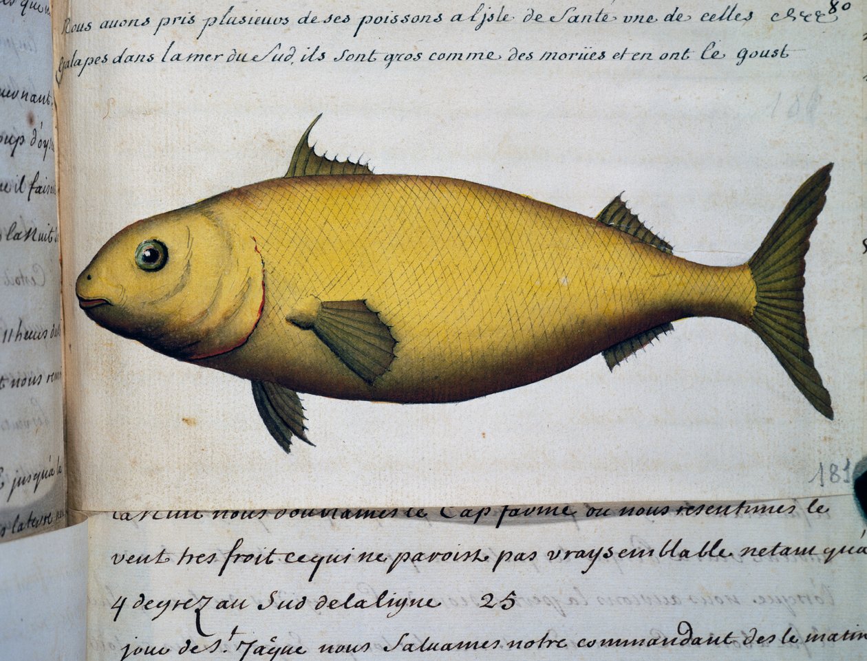 Poisson aussi gros que la morue, Île De La Santé, aquarelle du journal de bord - French School