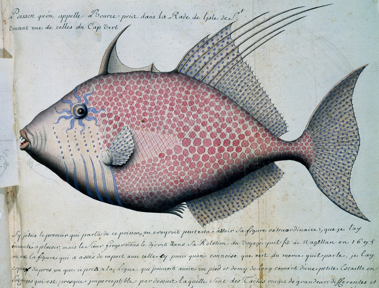 Poisson appelé Bource, île de Sao Vicente, Cap-Vert, aquarelle du journal de bord de Jacques Gouin de Beauchesne, capitaine de la Compagnie royale de la Mer du Sud, de 1698 à 1701, France - French School