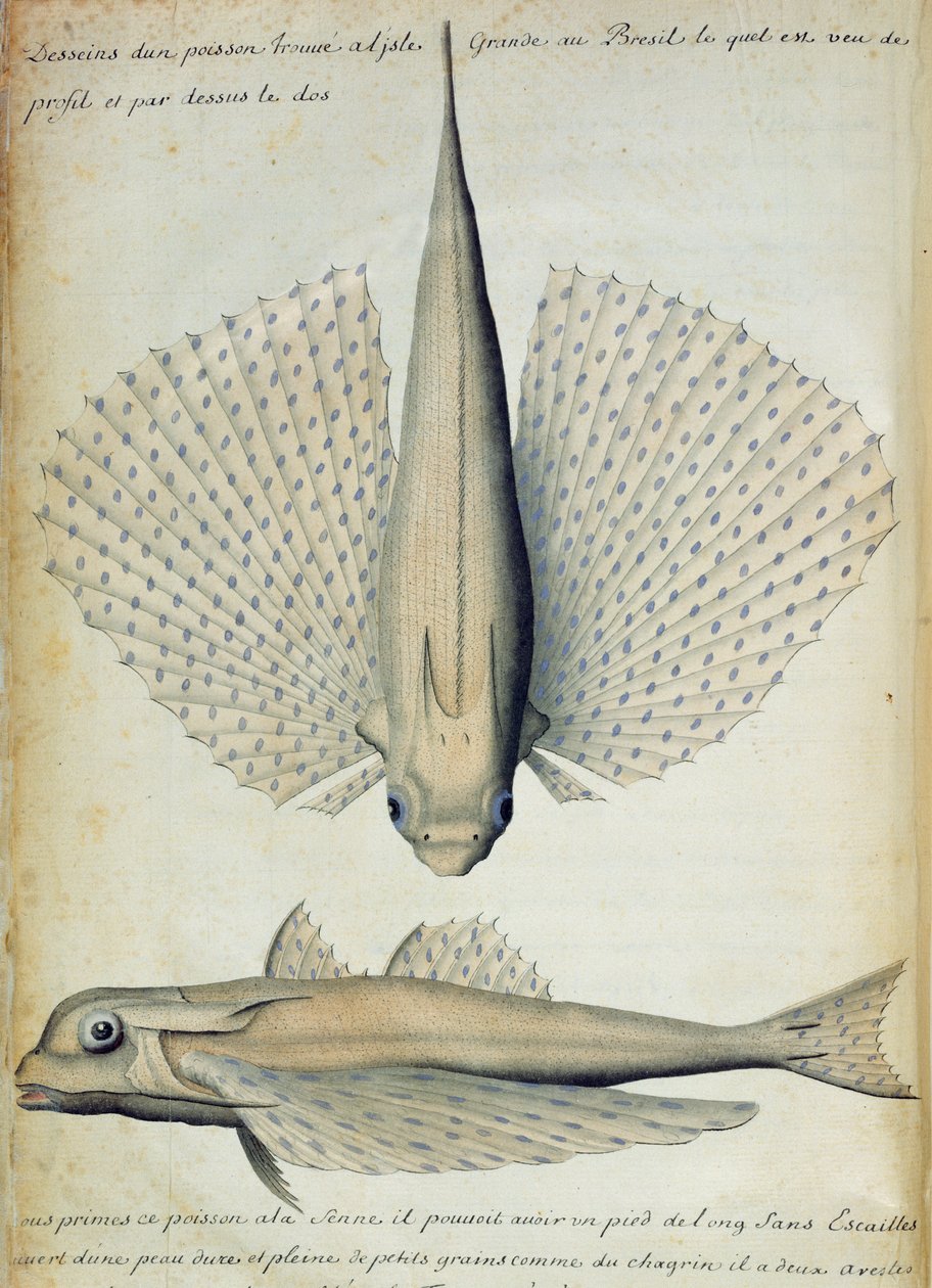 Poisson trouvé à Ilha Grande, Brésil - French School