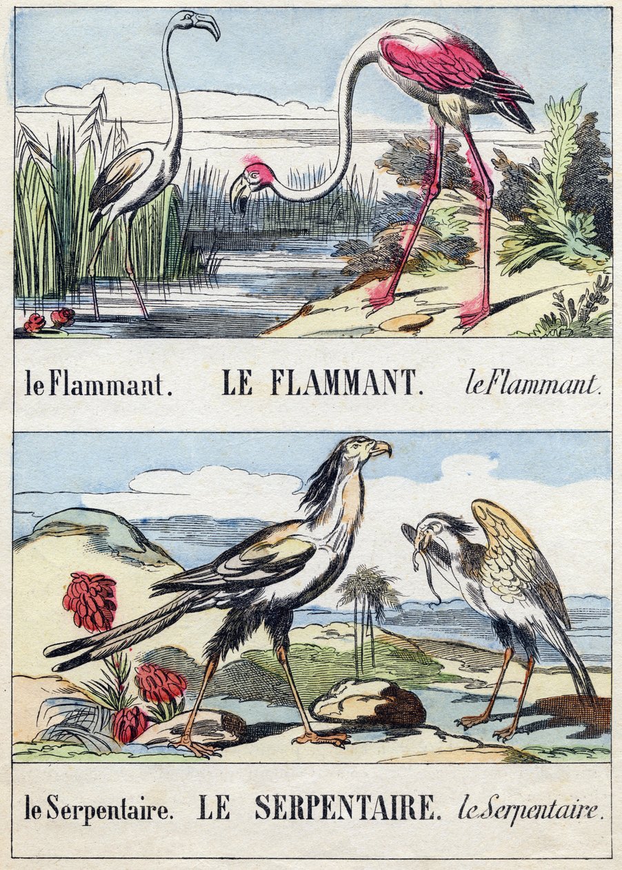 Flamant et serpent. Gravure dans "Buffon Alphabet des Oiseaux n° 2". 3e Série n° 2. Imagerie d