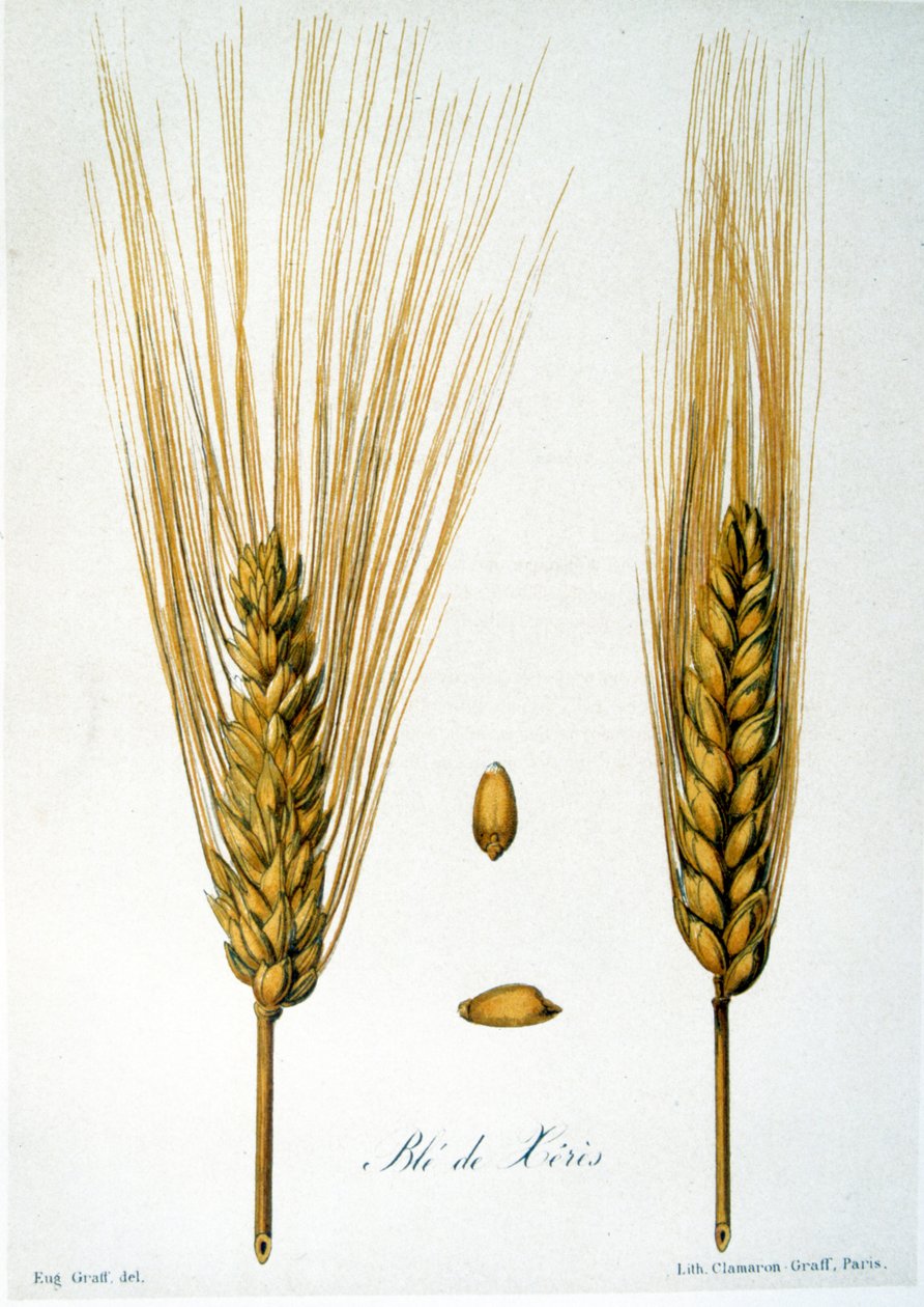 Illustration française du 19e siècle d