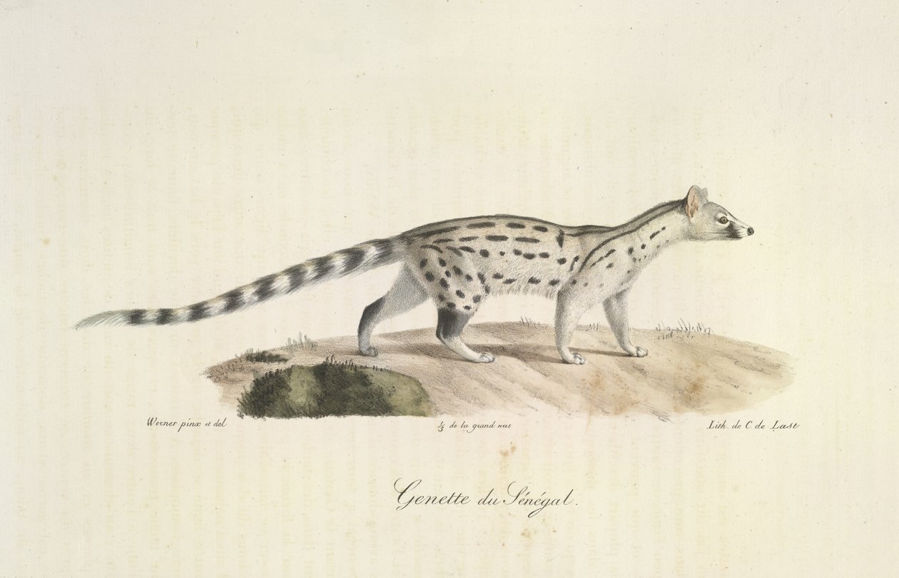 Genette du Sénégal, de Histoire Naturelle des Mammifères - French School