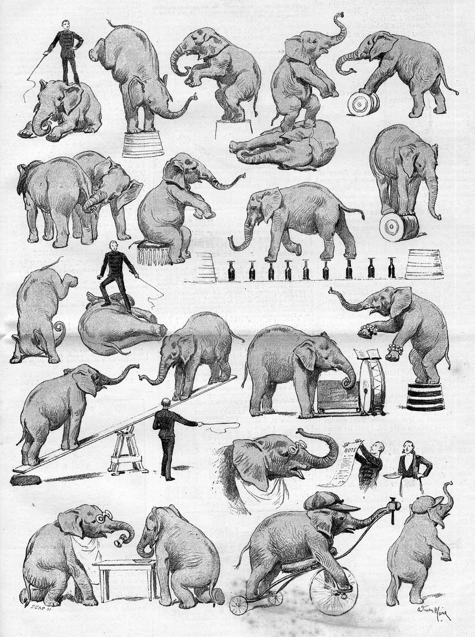 Le cirque de Geo Lockart célèbre pour ses éléphants installé à l