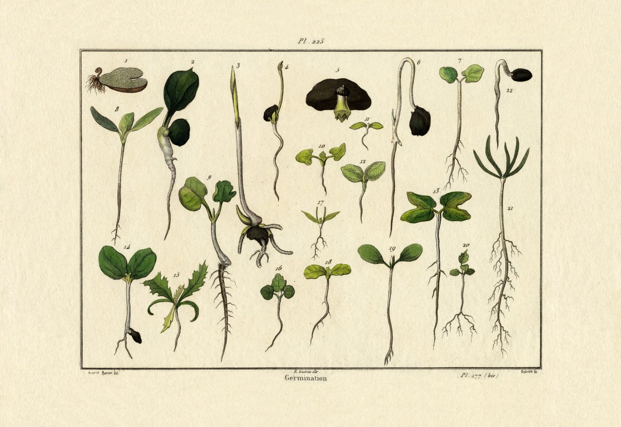 Germination - French School