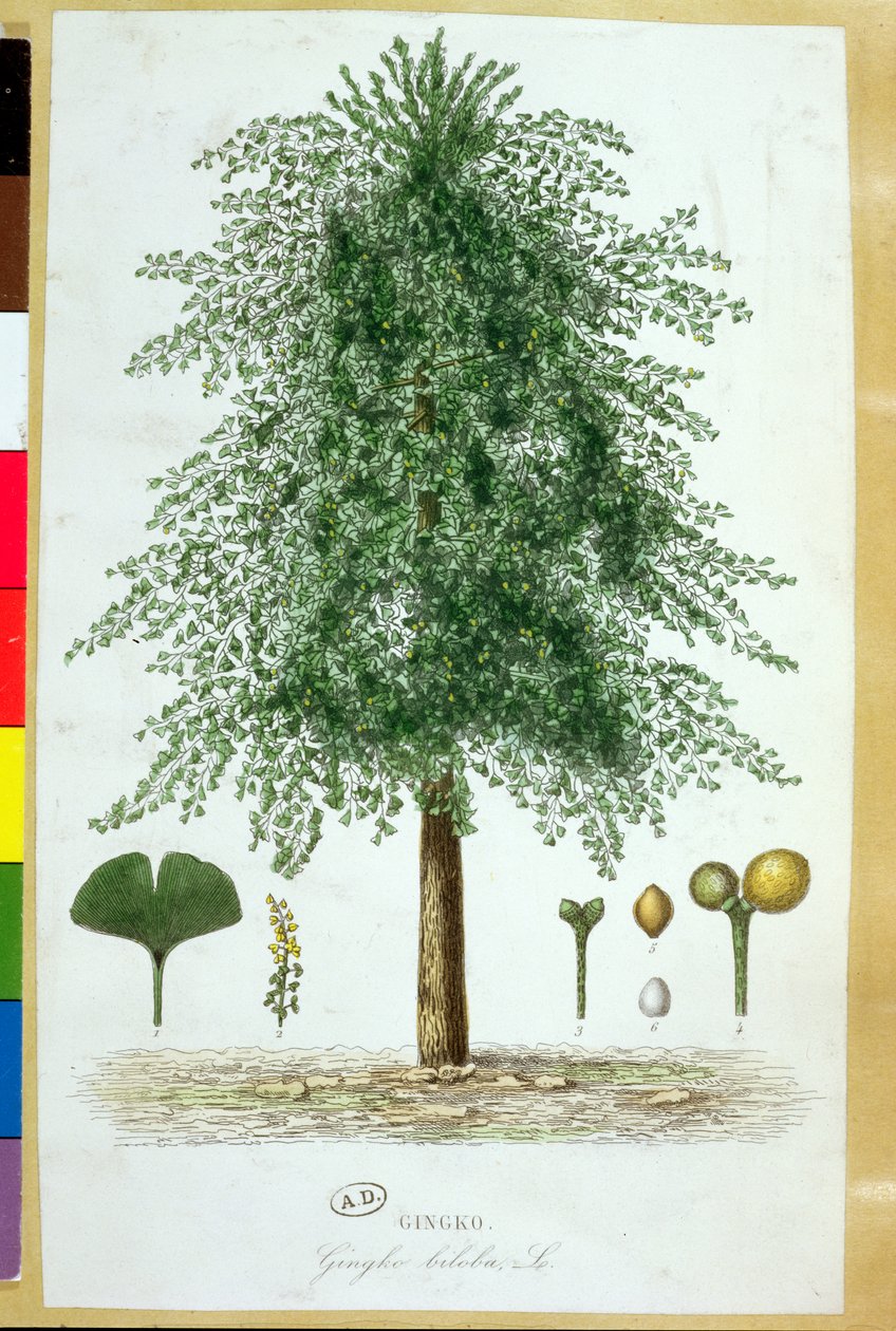 Ginkgo biloba - French School