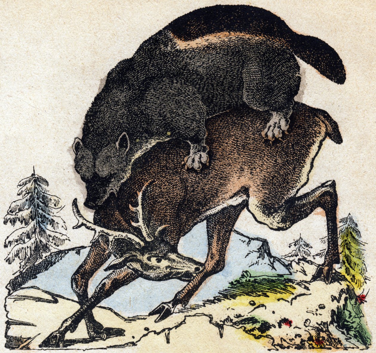 Glouton. Gravure dans « Alphabet des animaux sauvages ». 9e Série. Imagerie d