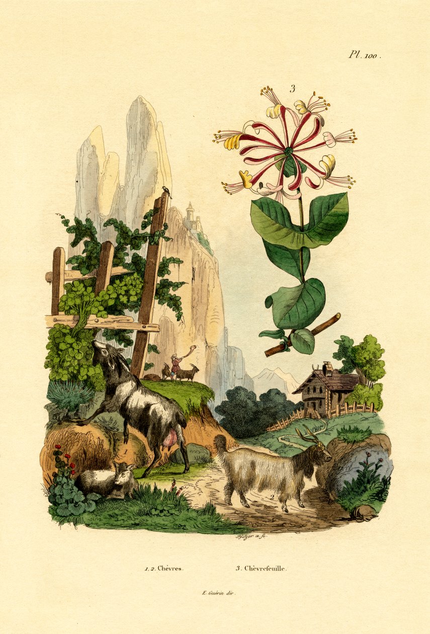 Chèvres, 1833-39 - French School