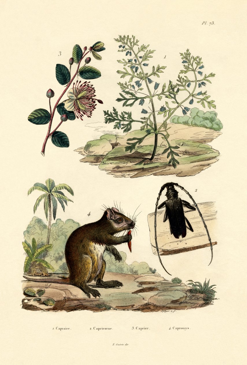 Chèvrefeuille, 1833-39 - French School