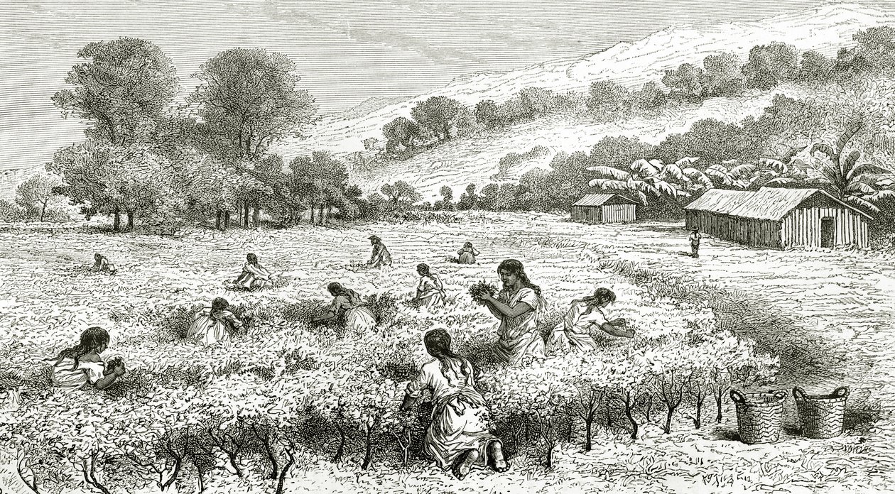 Récolte de coca, Pérou, illustration de la revue Le Tour du Monde, 1877 - French School