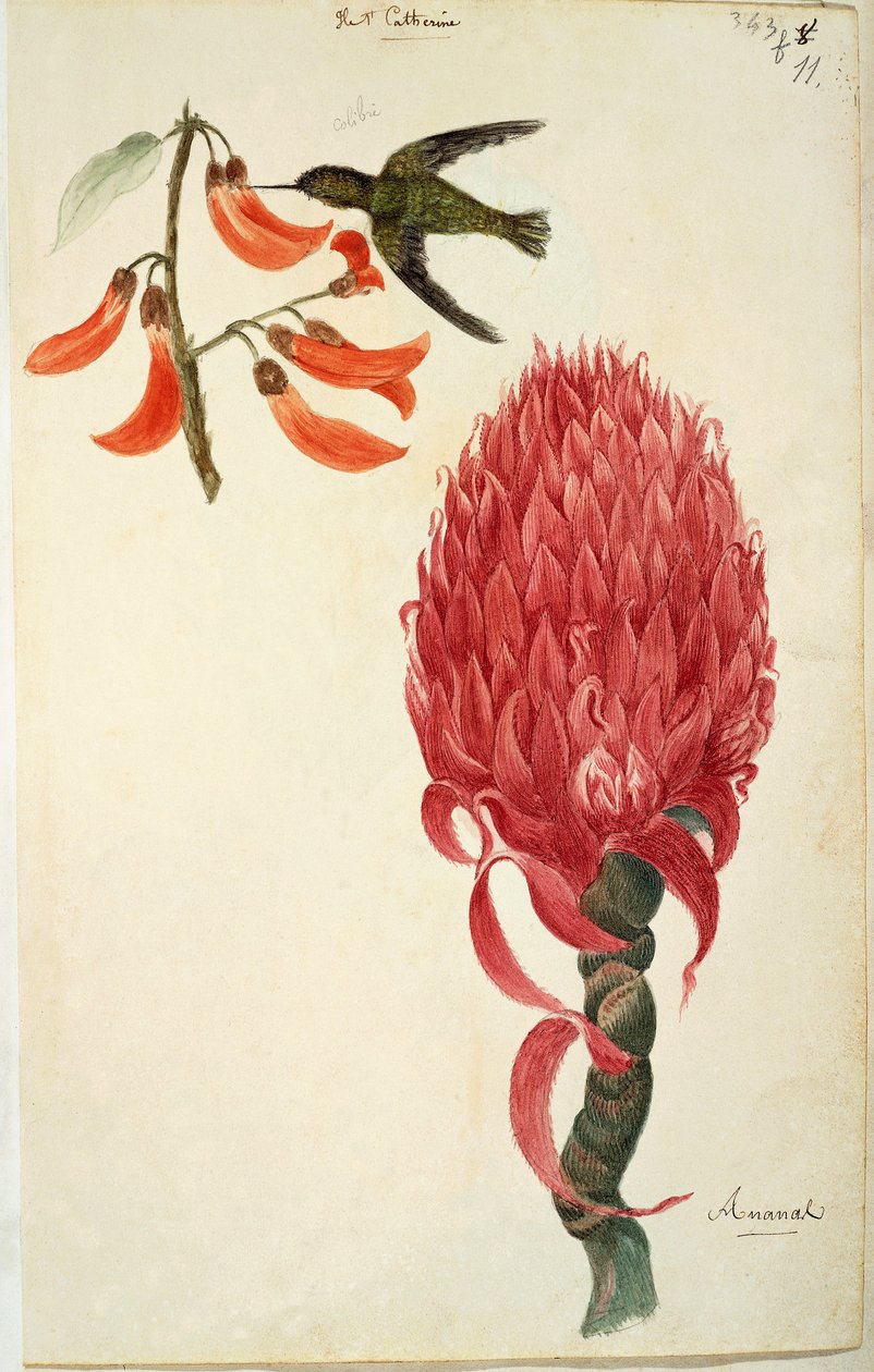 Colibri (Trochilidae) et Ananas (Ananas comosus) par Lejeune - French School
