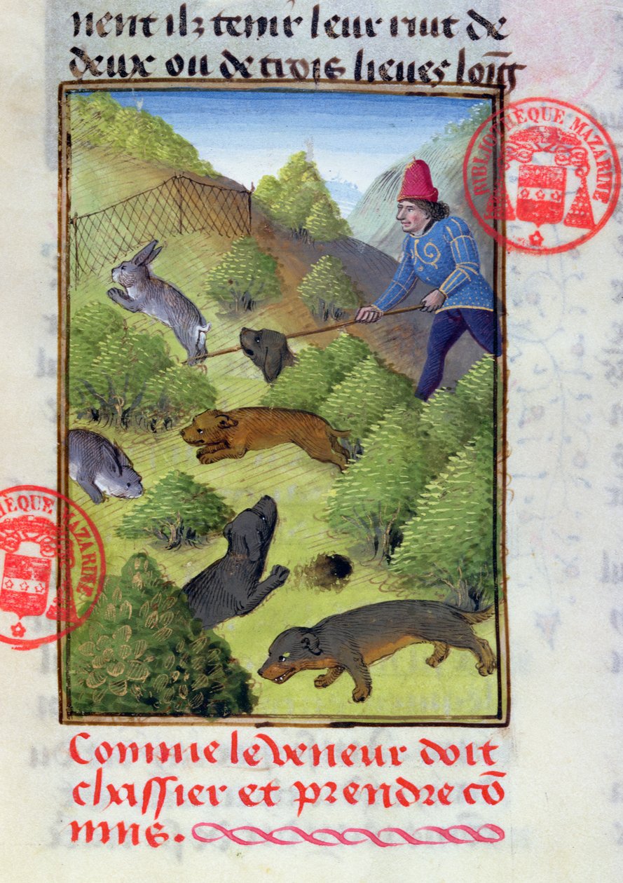 Chasse aux lapins avec des chiens et des filets, du Livre de la Chasse par Gaston Phébus, début du XVe siècle - French School