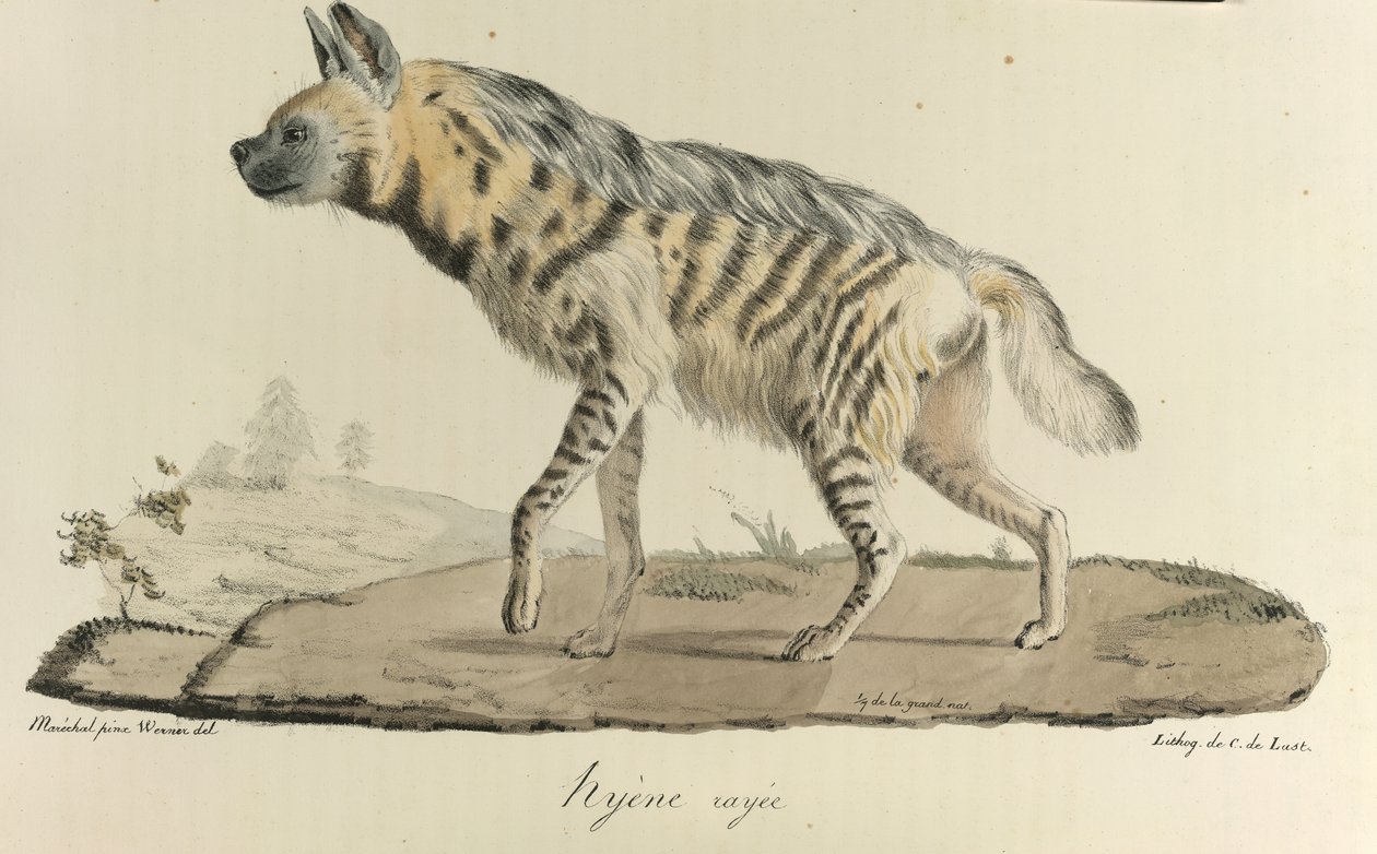 Hyène rayée, de Histoire Naturelle des Mammifères - French School