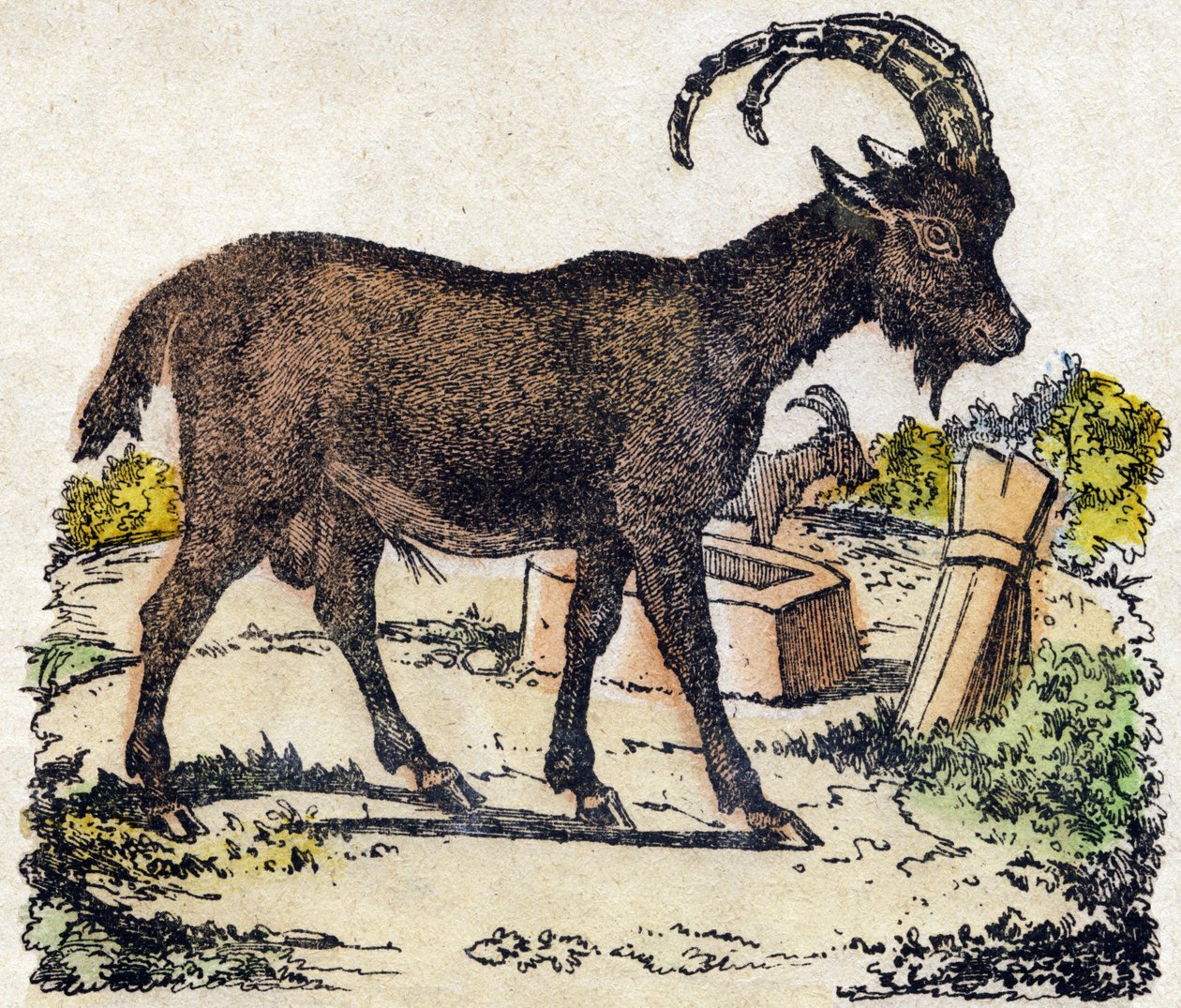 Ibex. Gravure dans « Alphabet des animaux sauvages ». 9e Série. Imagerie d