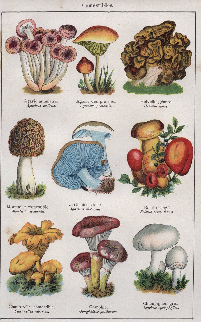Illustration for "traite de medecine et d