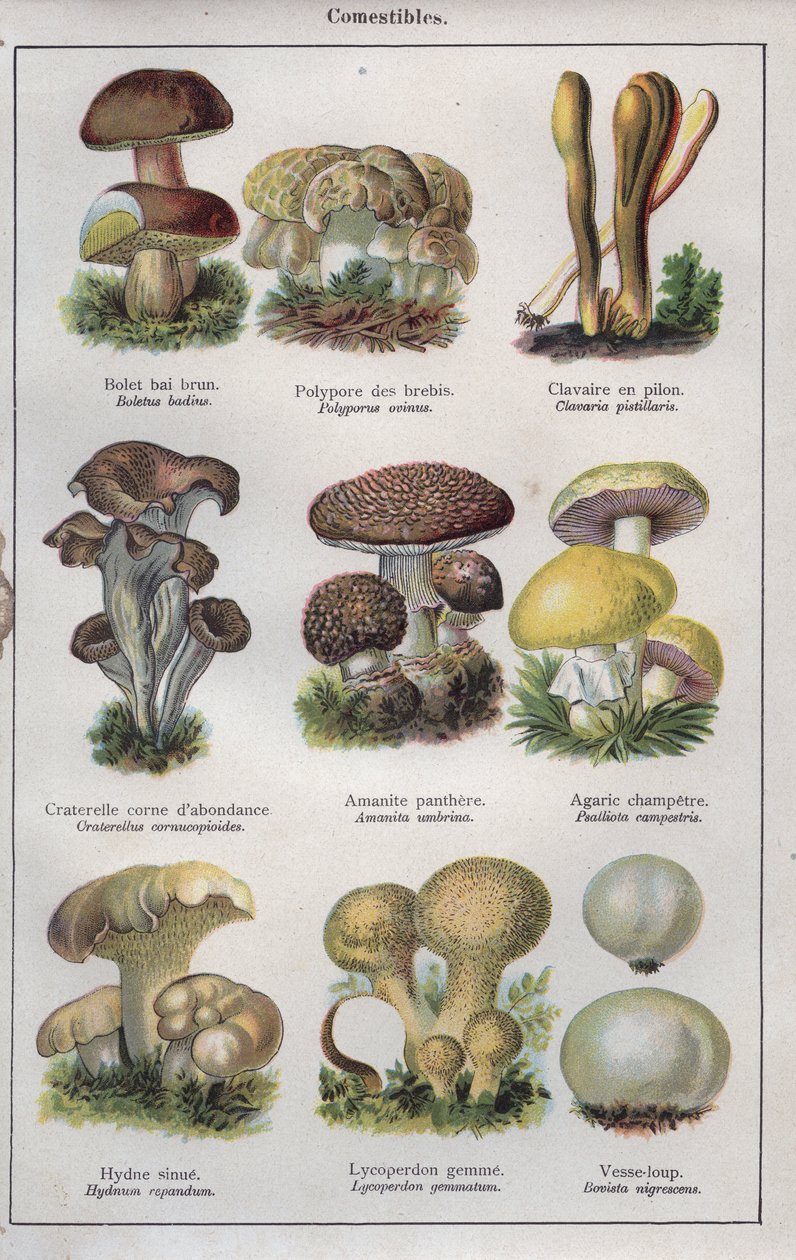 Illustration for "traite de medecine et d