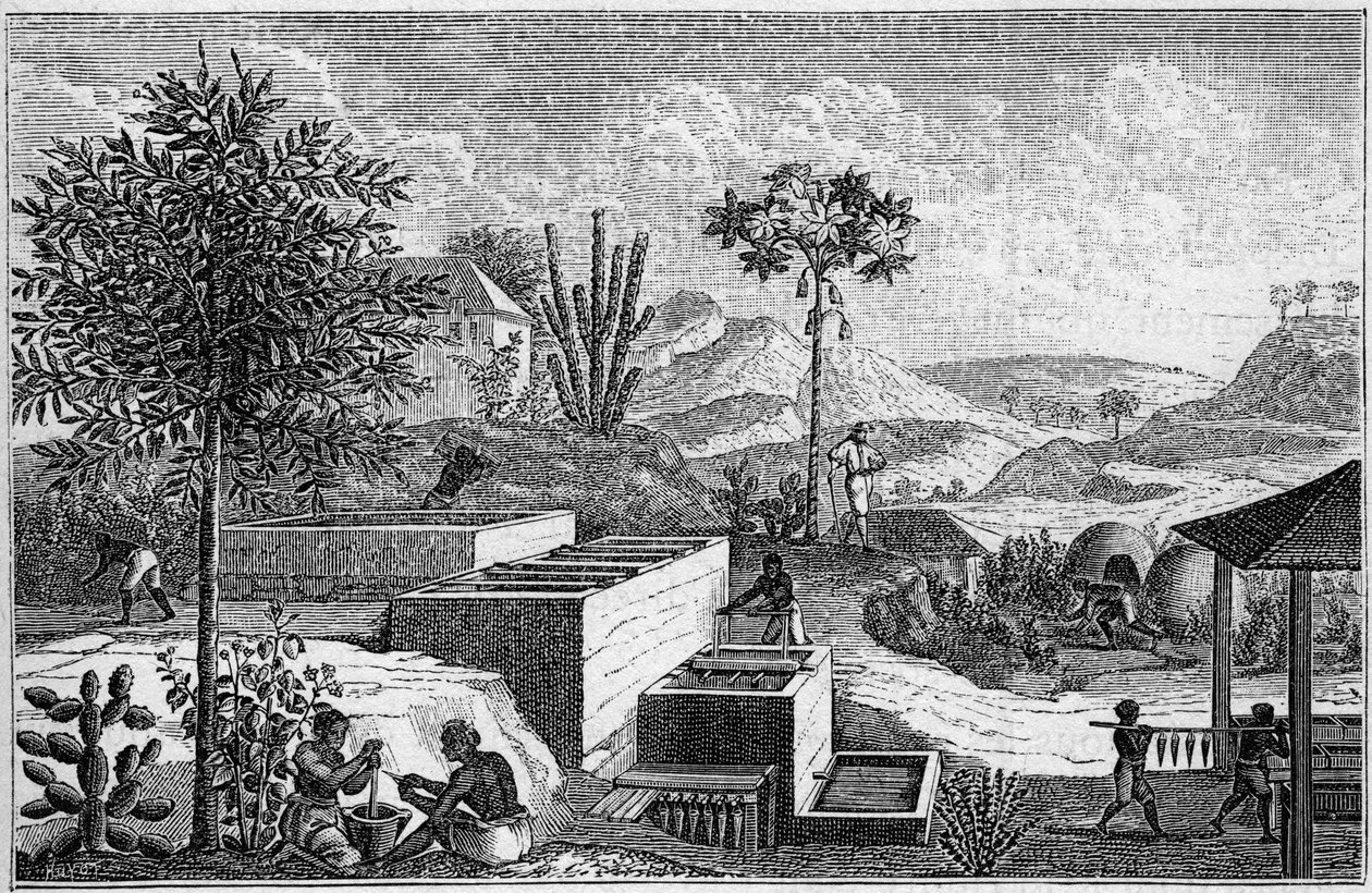 Indigoterie au Sénégal au XVIIe siècle - French School