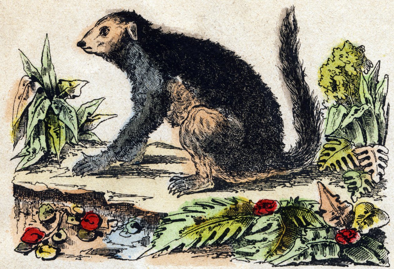 Indri (lémurien). Gravure dans "Alphabet des animaux sauvages". 9e Série. Imagerie d