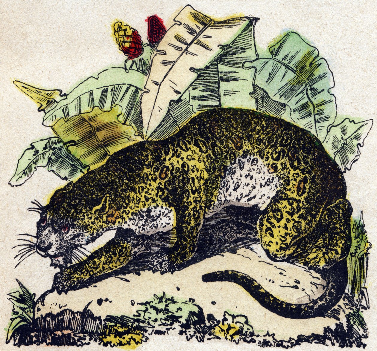 Jaguar. Gravure dans « Alphabet des animaux sauvages ». 9e série. Imagerie d