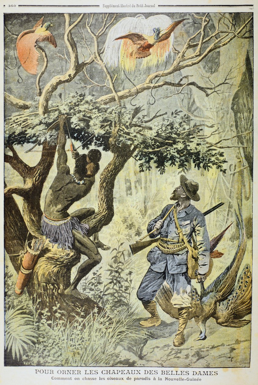 Chasse aux oiseaux de paradis, Nouvelle-Guinée - French School