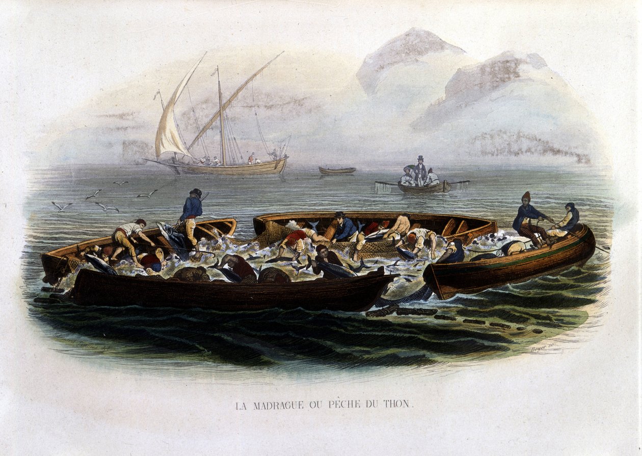 La madrague ou pêche au thon - dans Histoire naturelle de Lacépède - French School