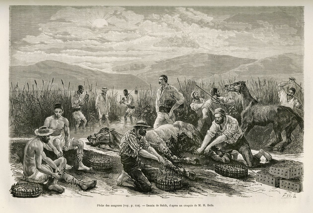 La pêche des sangsues, dessin de Sahib, pour illustrer l