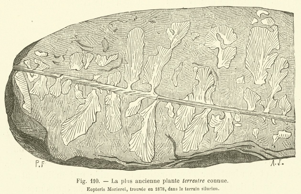 La plus ancienne plante terrestre connue (engraving) - French School