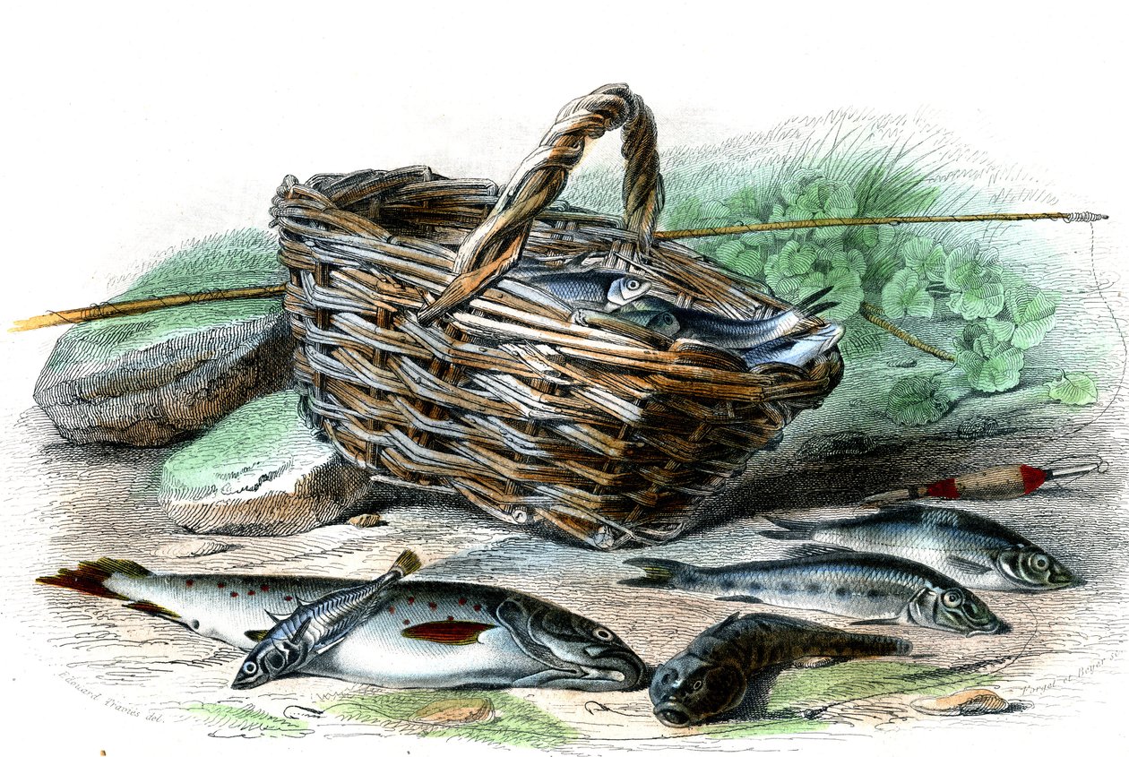 La truite (Salmo Trutta), le chabot (Collus Chabraea), l