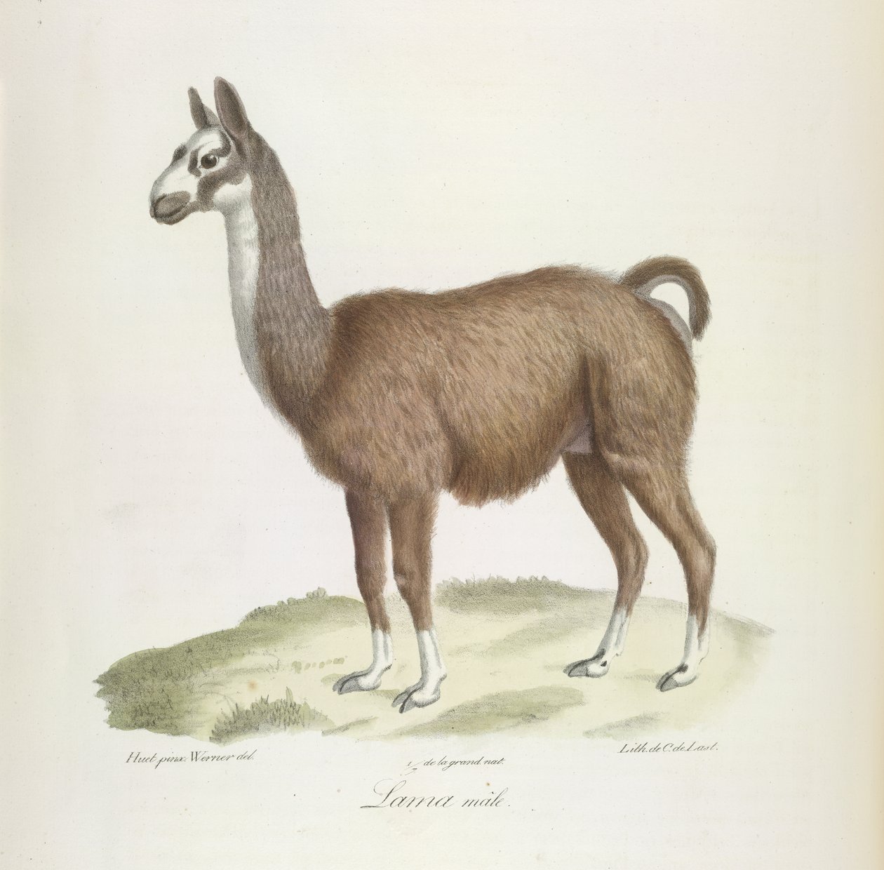 Lama mâle, de Histoire Naturelle des Mammifères - French School