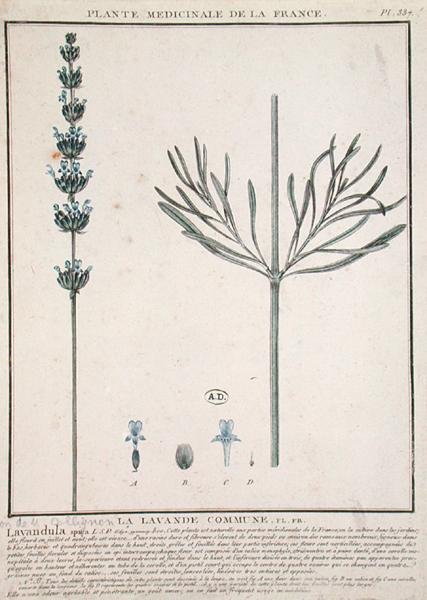 Épi de lavande, planche de 