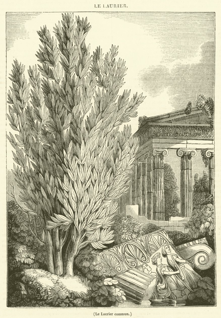 Le Laurier commun (engraving) - French School