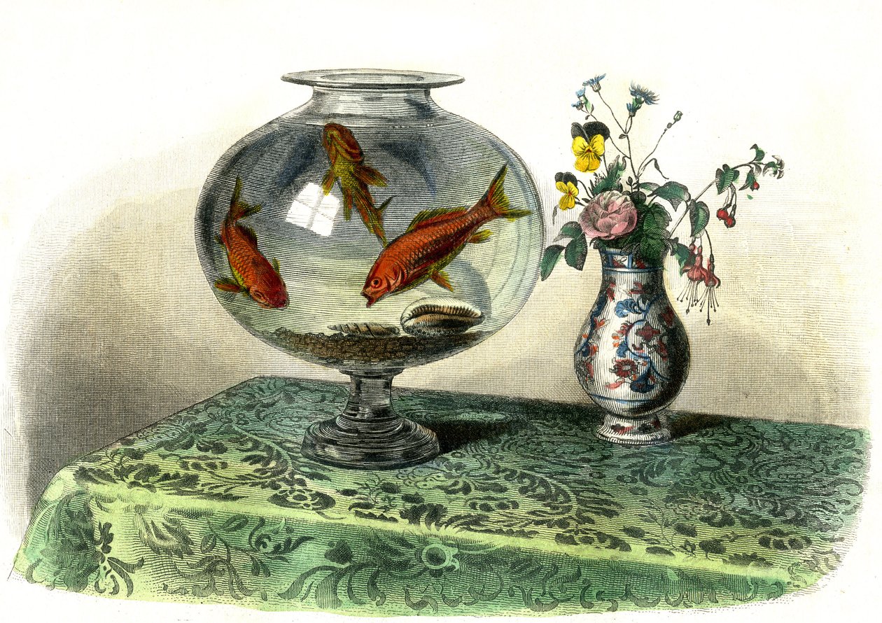 Le cyprin doré (Cyprinus Auratus) - Planche extraite de Histoire Naturelle par Bernard Germain de Lacépède (1856-1925), édition P.Furme, Paris - French School