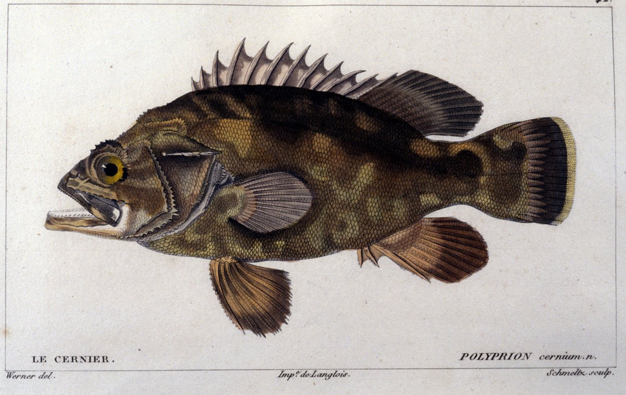 Le grouper d
