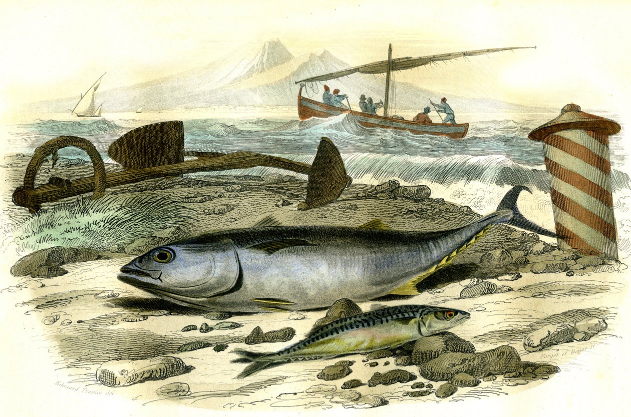 Le thon (Scomber thynnus), le maquereau (Scomber scombrus) - Planche extraite de Histoire Naturelle par Bernard Germain de Lacépède (1856-1925), édition P.Furme, Paris - French School