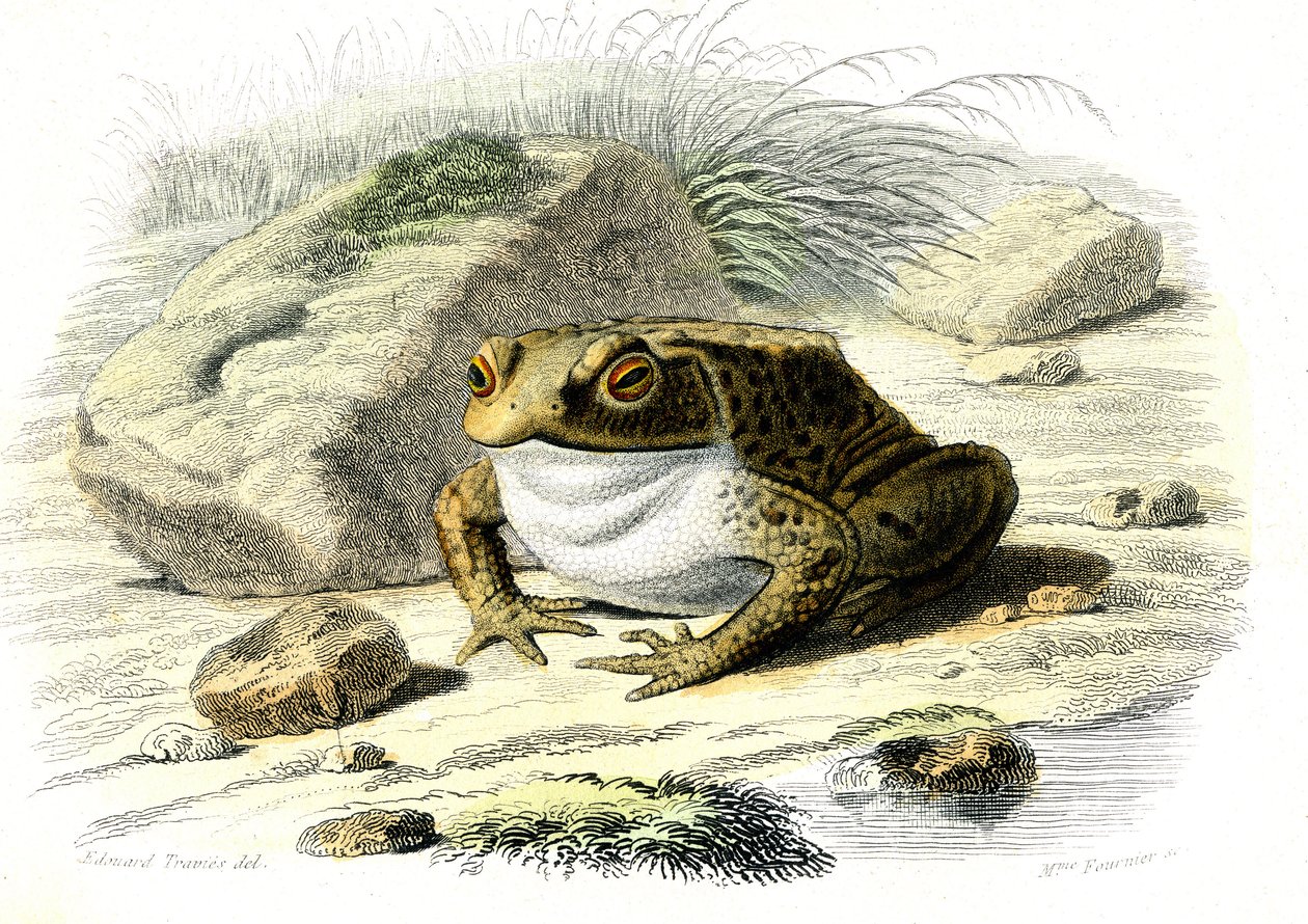 Le crapaud (Bufo vulgaris) - Planche de Histoire Naturelle par Bernard Germain de Lacépède (1856-1925), édition P.Furme, Paris - French School