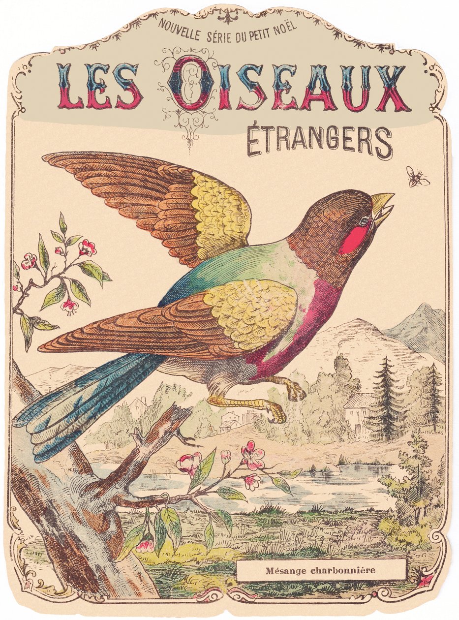 Les Oiseaux Étrangers : couverture d