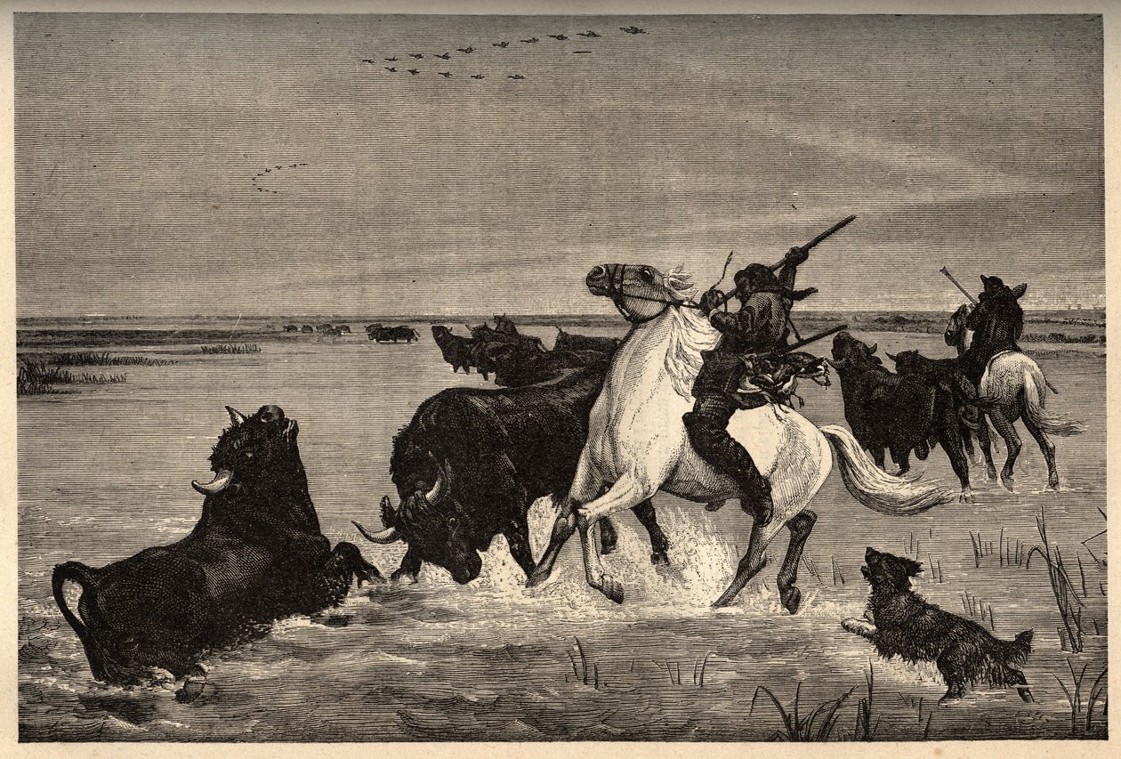 Les bœufs (race bovine) de la Camargue d