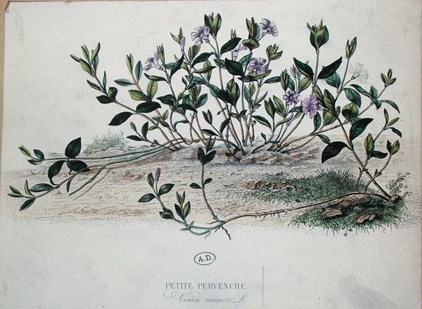 Petite pervenche ou Vinca minor - French School