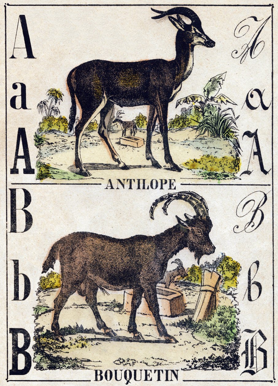 Lettre A Antilope; B Ibex. Gravure dans "Alphabet des animaux sauvages". 9e Série. Imagerie d