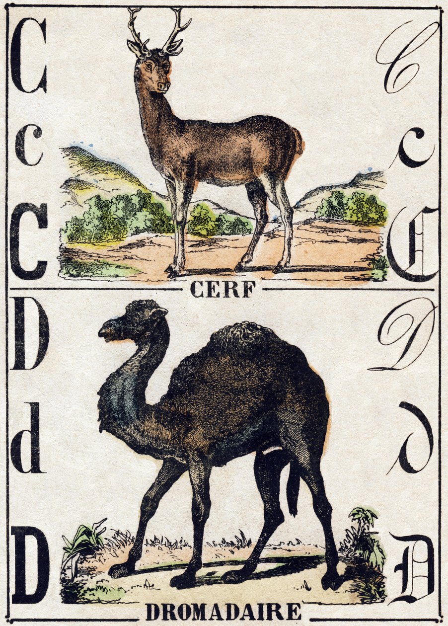 Lettre C Cerf ; D Dromadaire. Gravure dans « Alphabet des animaux sauvages ». 9e Série. Imagerie d