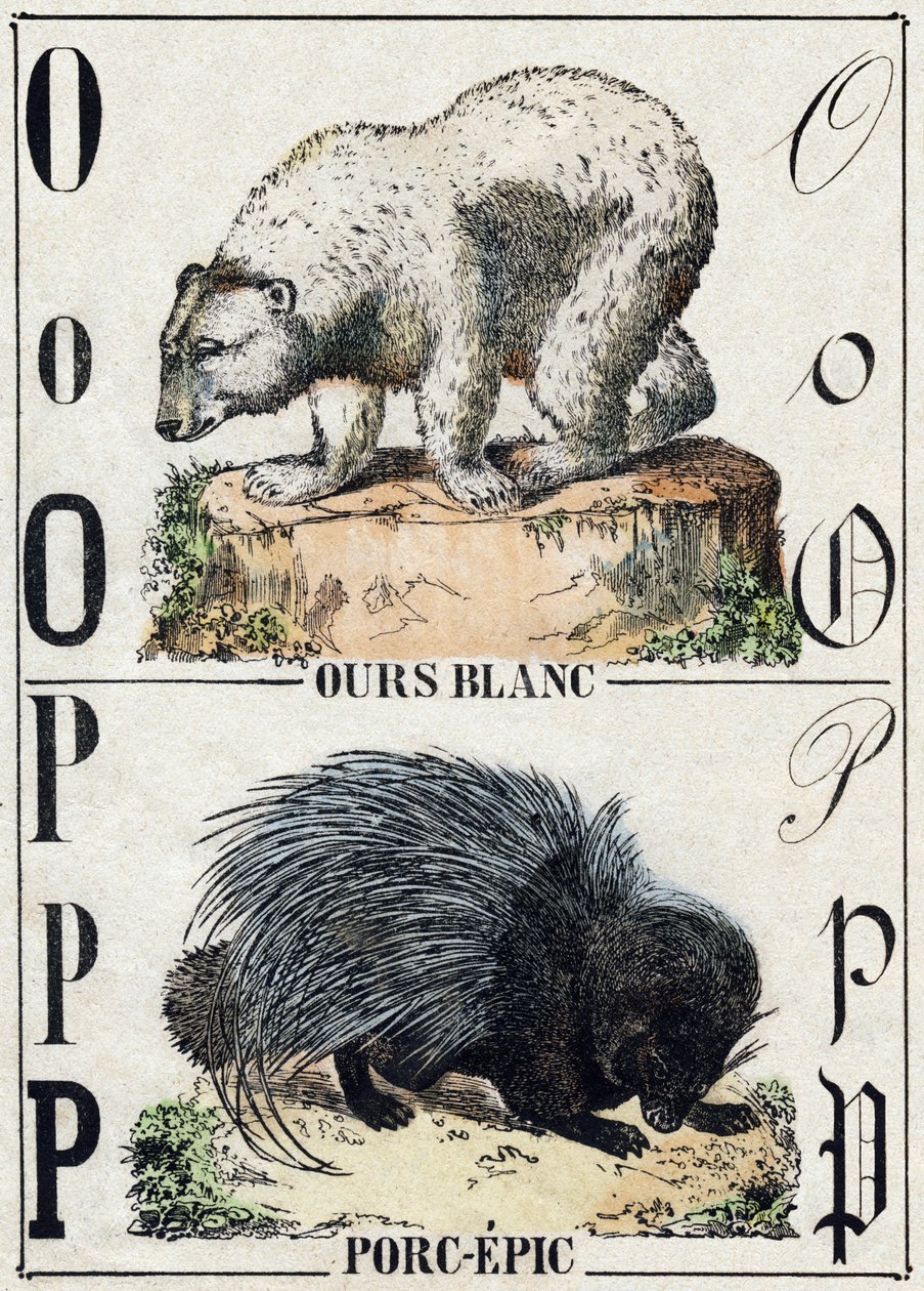 Lettre O Ours; P Porc-épic. Gravure dans "Alphabet des animaux sauvages". 9e Série. Imagerie d