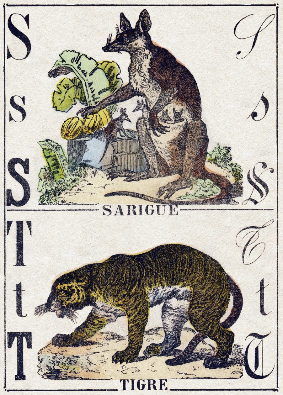 Lettre S Sarigue (opossum) ; T Tigre. Gravure dans « Alphabet des animaux sauvages ». 9e Série. Imagerie d
