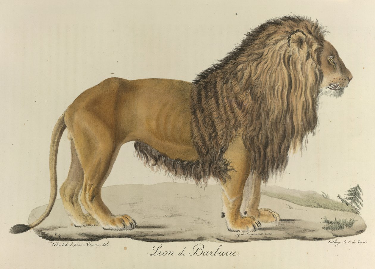 Lion de Barbarie, de Histoire Naturelle des Mammifères - French School