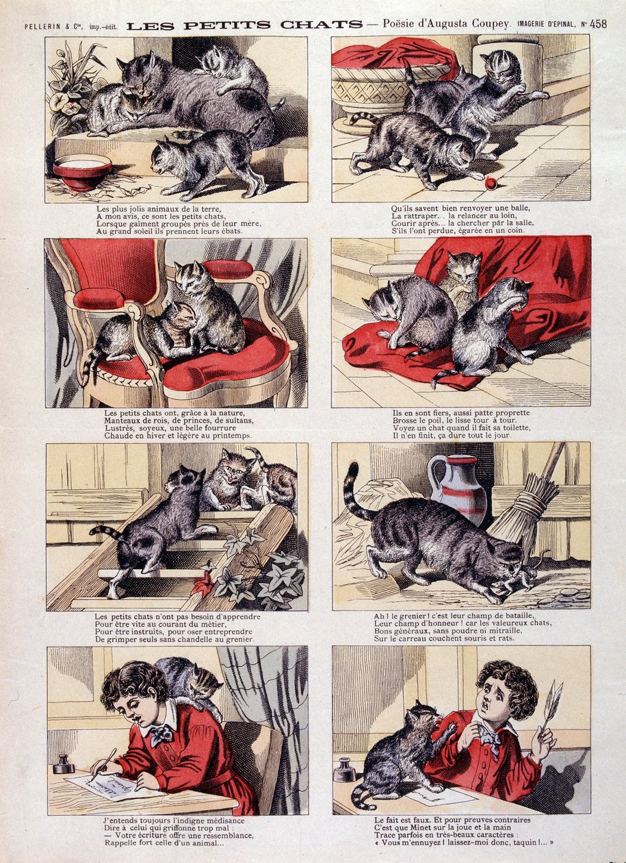 Petits chats - Imagerie d