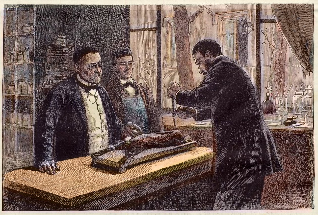 Louis Pasteur (1822-1895), chimiste et microbiologiste français, expérimentant sur un lapin chloroformé lors de sa recherche d