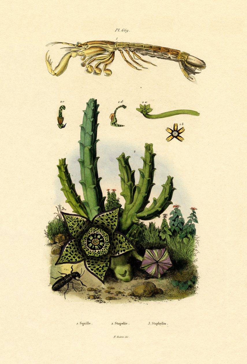 Crevette-mante, 1833-39 - French School