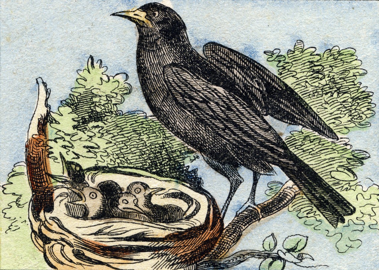 Merle. Gravure dans "Buffon Alphabet des Oiseaux n 2". 3e Série N 2. Imagerie d