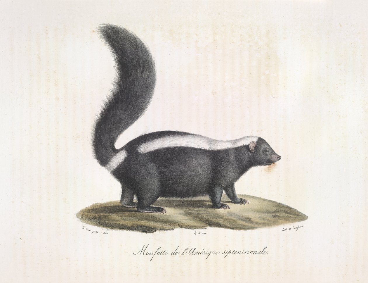 Moufette. Moufette, de Histoire Naturelle des Mammifères - French School
